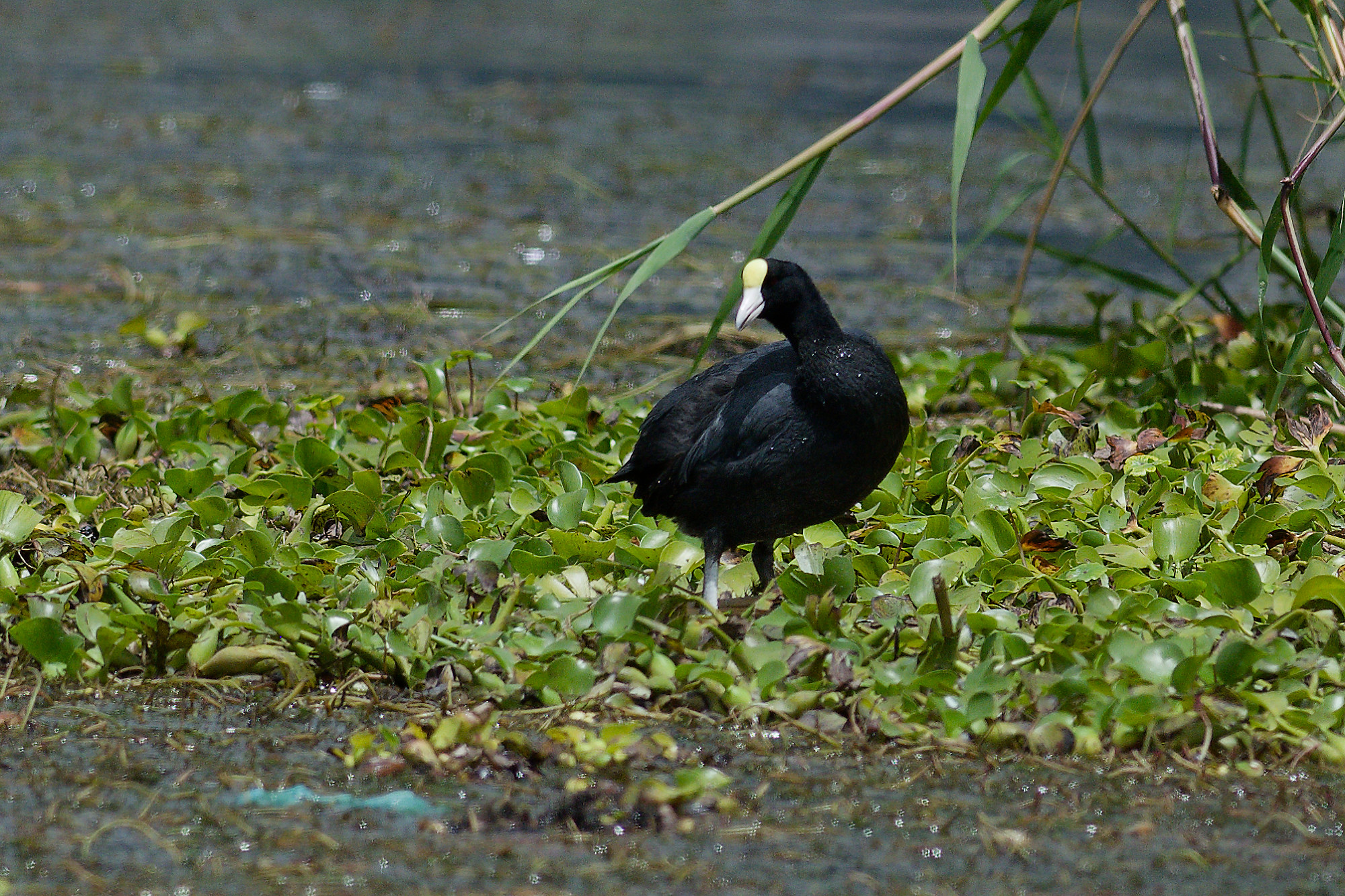 Andean coot (Fulica ardesiaca)